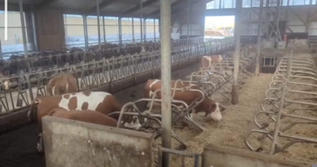 Milchviehstall mit Kühen auf dem Matzerhof – artgerechte Haltung und regionale Landwirtschaft für hochwertige Rohmilch