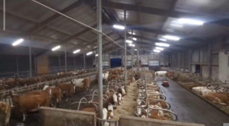 Milchviehstall mit Kühen auf dem Matzerhof – artgerechte Haltung und regionale Landwirtschaft für hochwertige Rohmilch