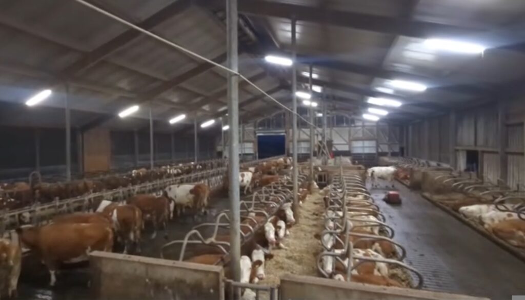 Milchviehstall mit Kühen auf dem Matzerhof – artgerechte Haltung und regionale Landwirtschaft für hochwertige Rohmilch