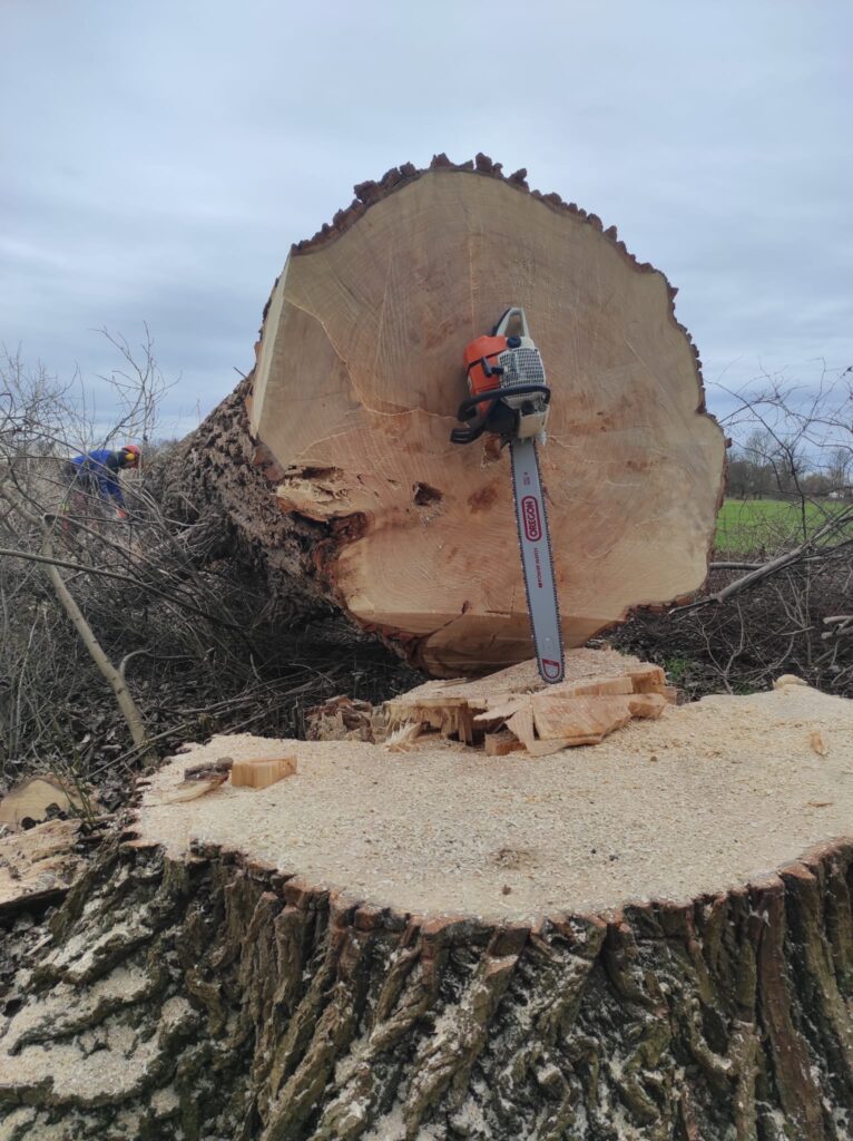 Zersägen eines gefällten Baumes mit Motorsäge – sichere Problembaumfällung und Holzarbeiten im Raum Augsburg durch den Matzerhof
