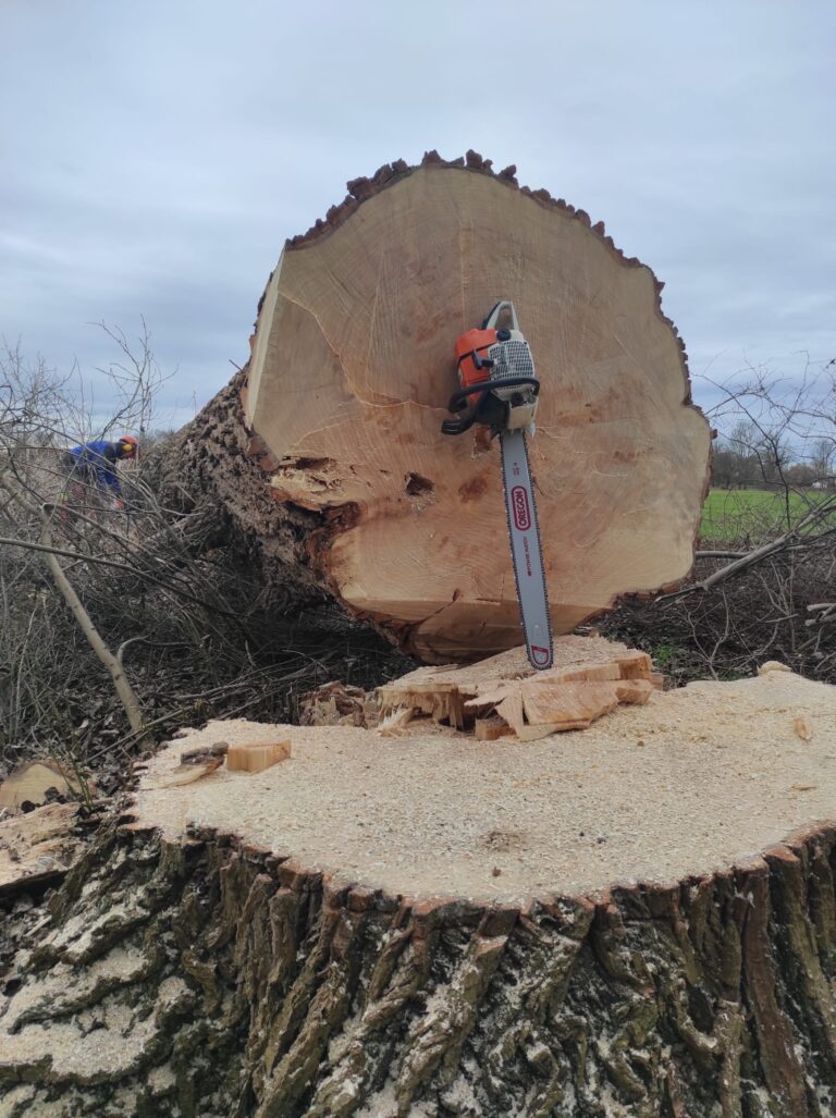 Zersägen eines gefällten Baumes mit Motorsäge – sichere Problembaumfällung und Holzarbeiten im Raum Augsburg durch den Matzerhof