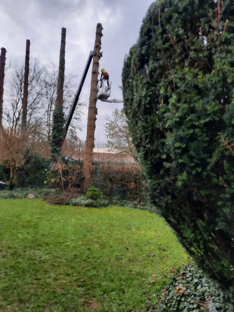 Problemholzfällung im Raum Augsburg – sichere Baumfällarbeiten durch den Matzerhof