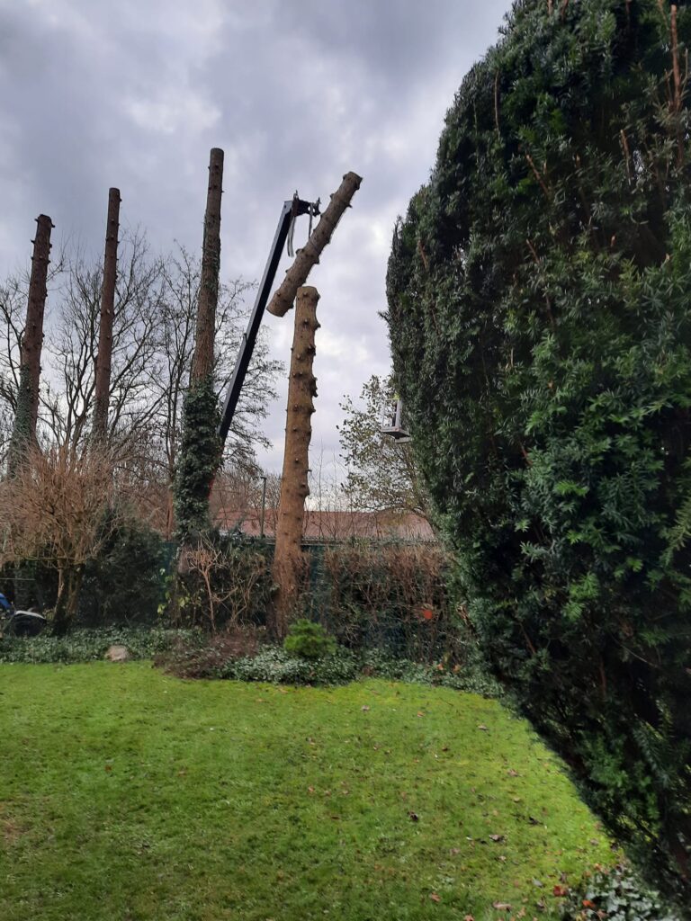 Problemholzfällung im Garten mit Hebebühne – sichere und professionelle Baumfällarbeiten vom Matzerhof