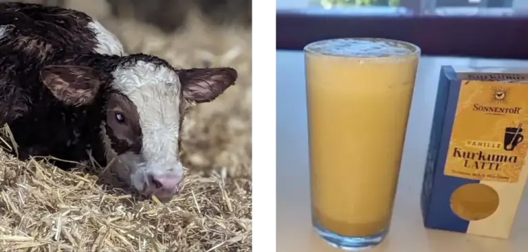 Linkes Bild: Frisch geborenes braunes Kälbchen mit weißer Blesse auf dem Matzerhof Rechtes Bild: Kurkuma Latte als Immunbooster – goldene Milch mit Gewürzen gesund und selbst gemacht