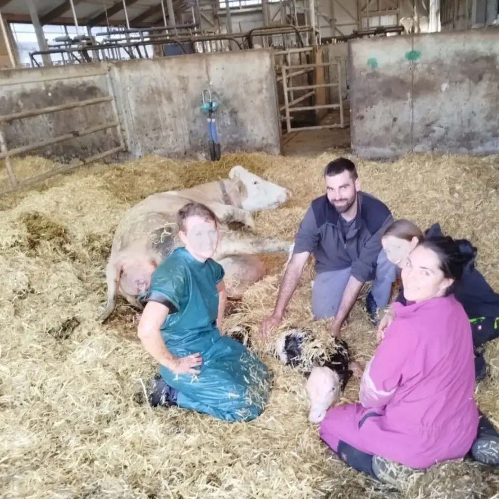 Geburt eines Kalbes auf dem Matzerhof – Tierärztin, Bäuerin und Helfer kümmern sich um das neugeborene Kalb