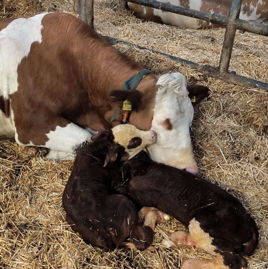 Kuh mit Kälbchen - Tierwohl wird auf dem Matzerhof in Bayern groß geschrieben