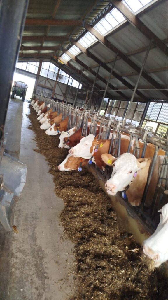 Nachhaltige Viehzucht in Bayern - Rinder im Stall des Matzerhofs in der Nähe von Augsburg