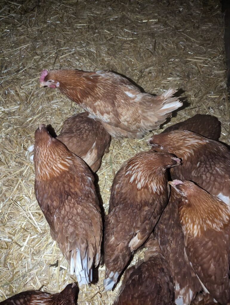 Junge Hühner im Stall auf Stroh – artgerechte Tierhaltung auf dem Matzerhof, regionale Landwirtschaft in Bayern