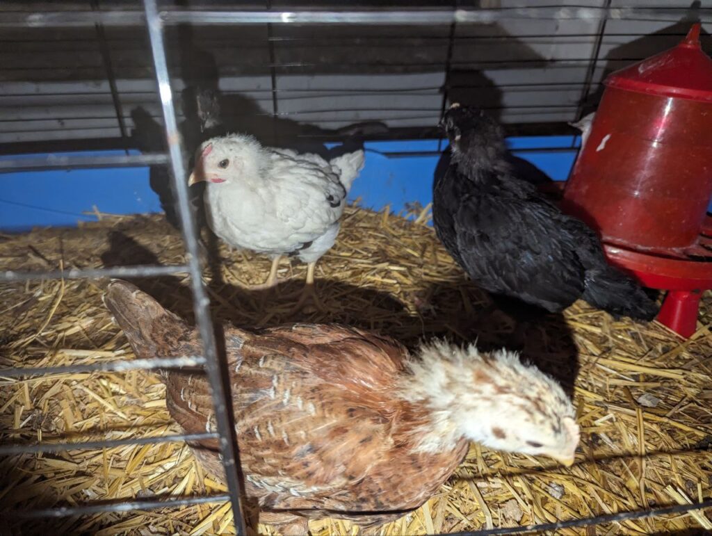 Junge Hühner im Stall auf Stroh mit Futterspender – artgerechte Tierhaltung auf dem Matzerhof, regionale Landwirtschaft in Bayern