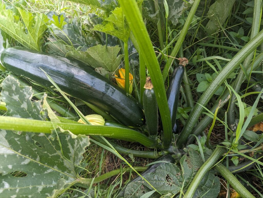 Frische Zucchini im Garten auf dem Matzerhof – regionales Gemüse aus eigenem Anbau, nachhaltige Landwirtschaft in Bayern