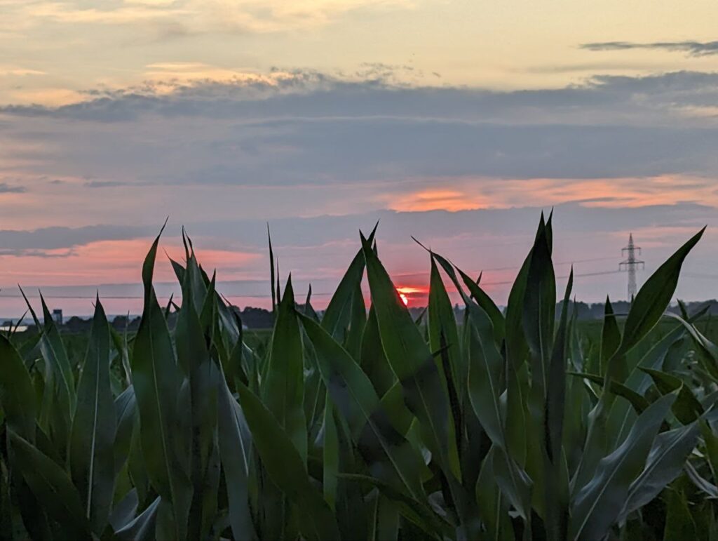 Sonnenuntergang über Maisfeld beim Matzerhof – idyllische Landschaft, regionale Landwirtschaft und Natur in Bayern
