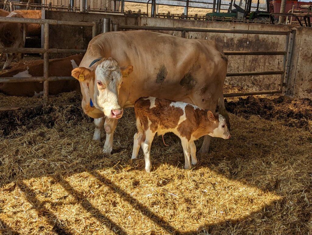 Kuh mit neugeborenem Kalb im Stall auf dem Matzerhof – artgerechte Haltung, Muttertier und Jungtier in natürlicher Umgebung Bayern