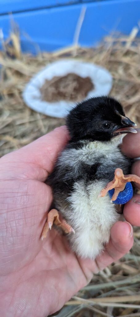 Küken in der Hand auf dem Matzerhof – liebevolle Aufzucht und nachhaltige Geflügelhaltung in Bayern