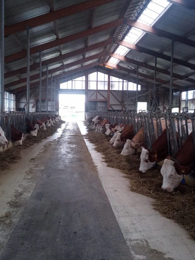 Kühe im modernen Laufstall am Matzerhof – artgerechte Tierhaltung und nachhaltige Milchproduktion in Bayern