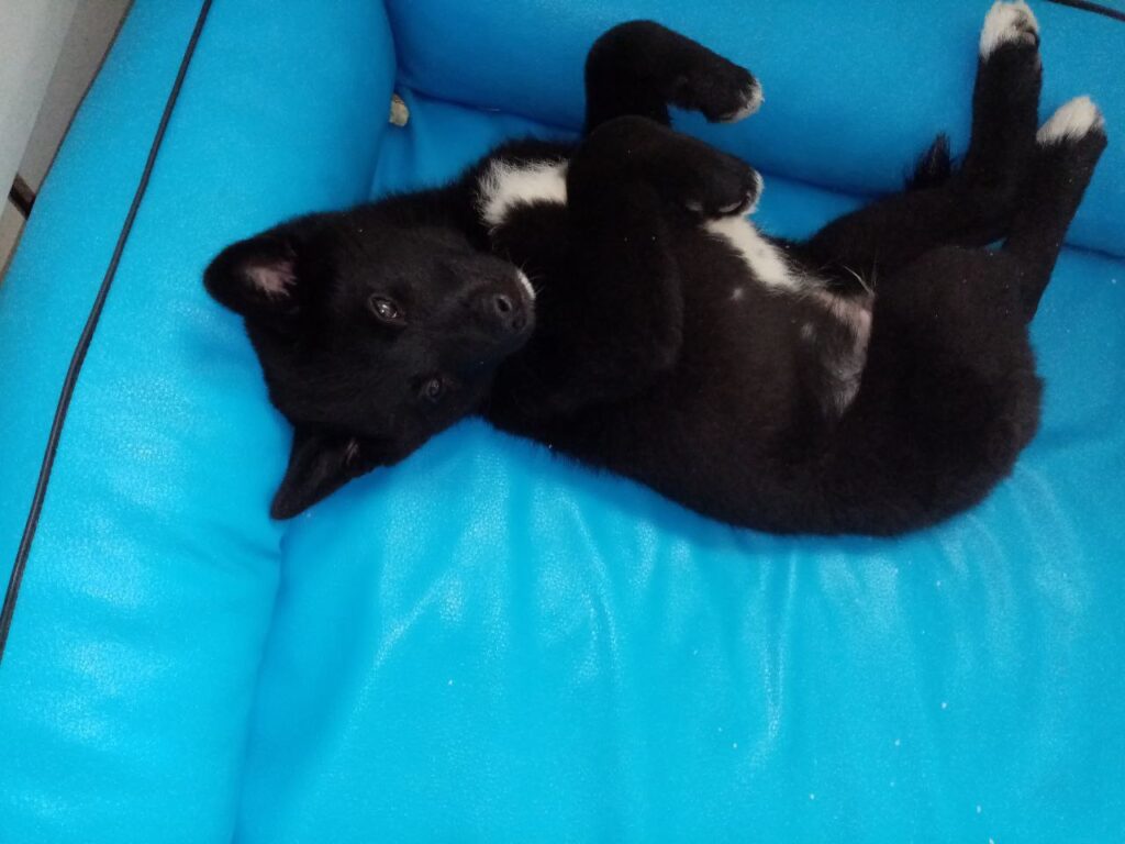 Verspielter schwarzer Welpe auf blauem Sitzpolster – liebevolle Tierhaltung und lebendiges Hofleben am Matzerhof in Bayern