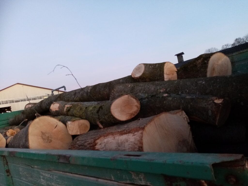 Frisch geschnittene Baumstämme auf Anhänger am Matzerhof – nachhaltige Holzverarbeitung und regionale Landwirtschaft in Bayern