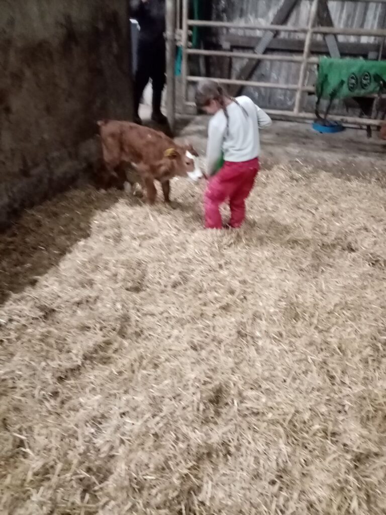 Kind füttert ein Kalb im Stall auf dem Matzerhof – liebevoller Umgang mit Tieren und authentische Landwirtschaft in Bayern