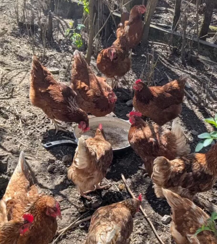 Freilaufende Hühner auf dem Matzerhof beim Fressen im Außenbereich – artgerechte Tierhaltung und regionale Landwirtschaft in Bayern