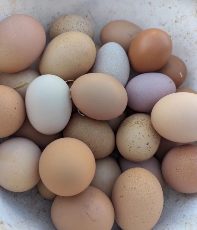 Frische Eier vom Matzerhof in verschiedenen Farben – regionale Freilandeier aus artgerechter Hühnerhaltung in Bayern