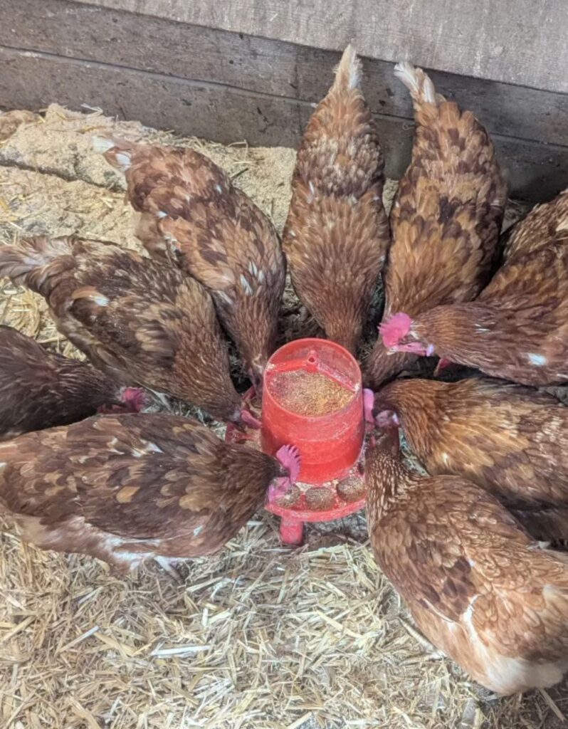 Hühner am Futterautomat im Stall auf dem Matzerhof – artgerechte Haltung und regionale Landwirtschaft in Bayern
