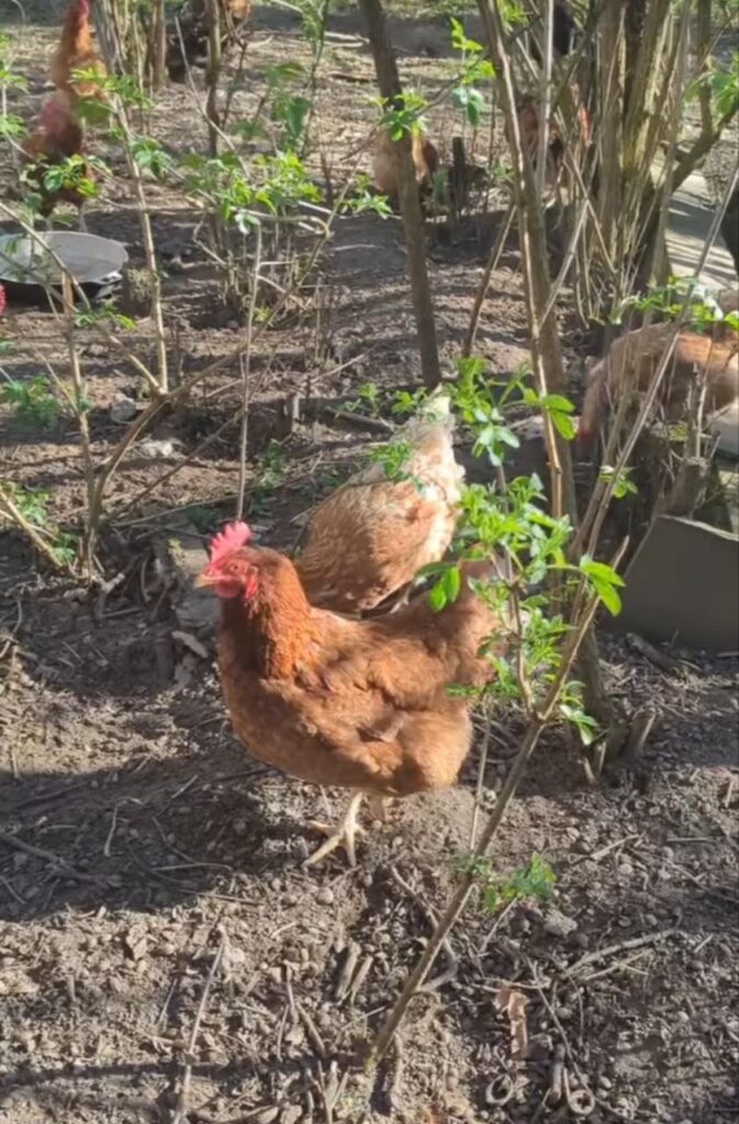 Freilaufendes Huhn auf dem Matzerhof in natürlicher Haltung im Grünen – regionale Landwirtschaft und artgerechte Tierhaltung