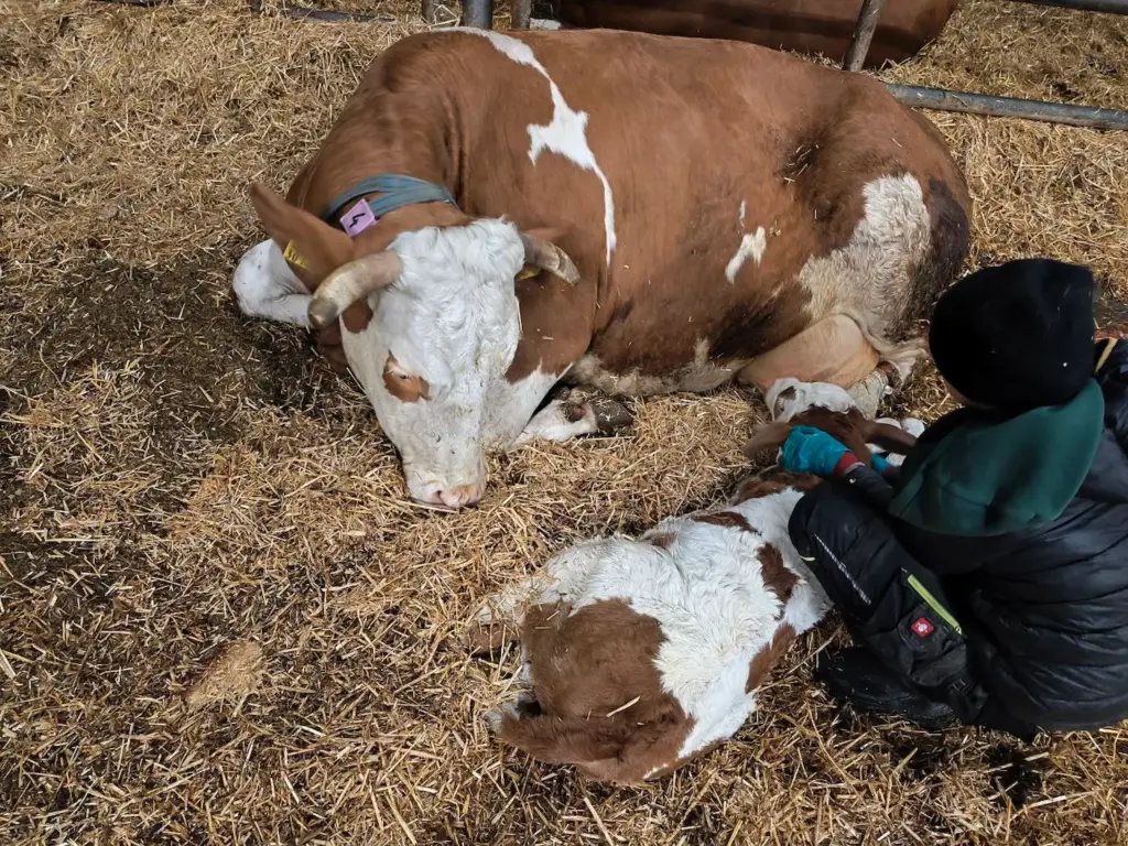Kuh mit Kalb im Strohstall auf dem Matzerhof – artgerechte Tierhaltung und frische Rohmilch aus eigener Landwirtschaft
